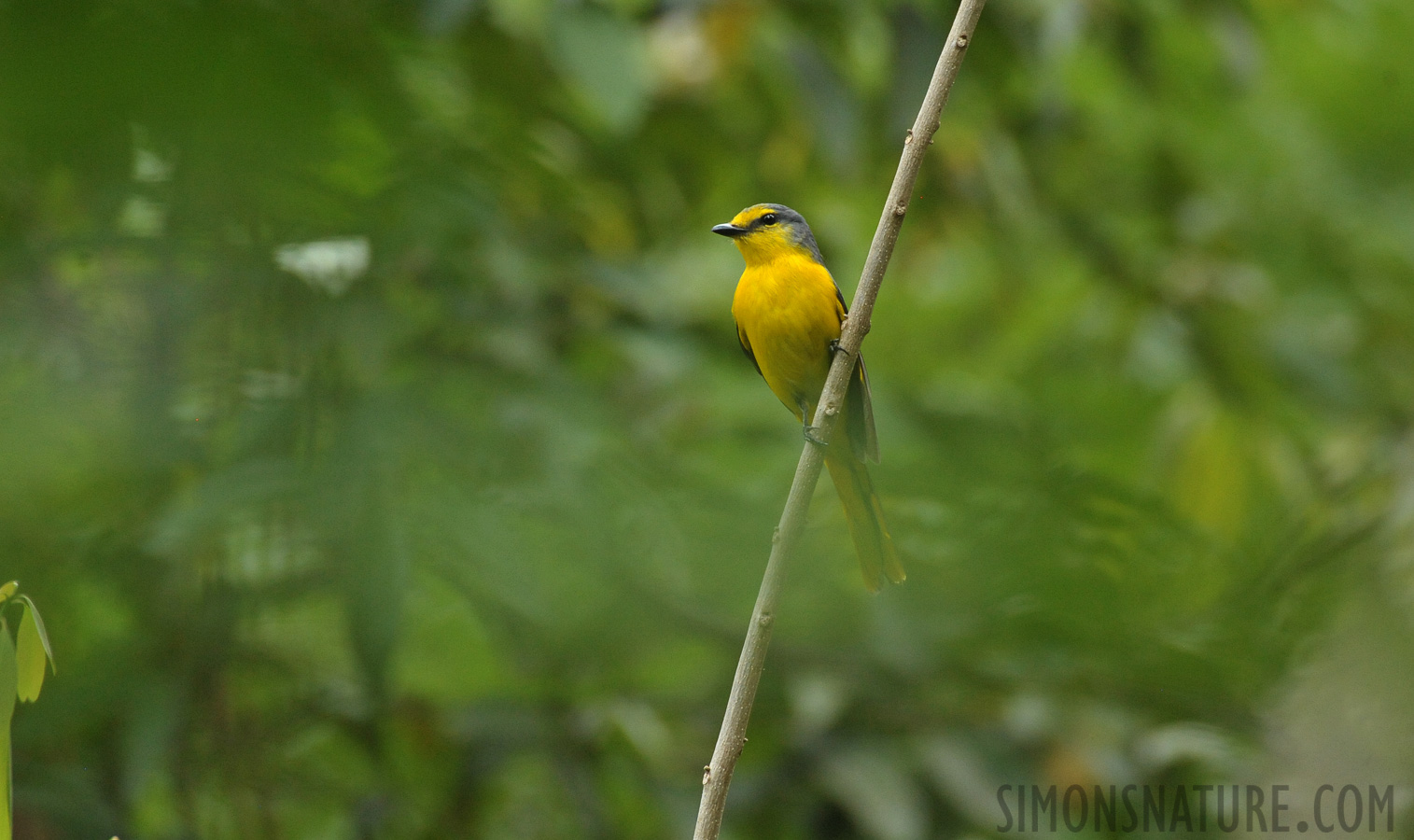 Pericrocotus flammeus [550 mm, 1/500 Sek. bei f / 7.1, ISO 2500]